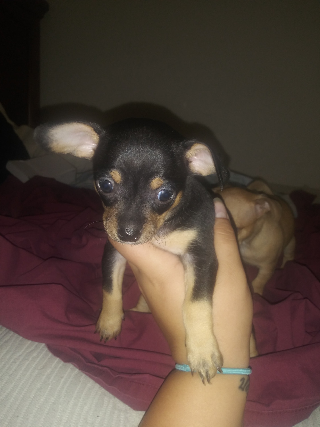 Chihuahua Puppies For Sale St. Louis, MO 304327