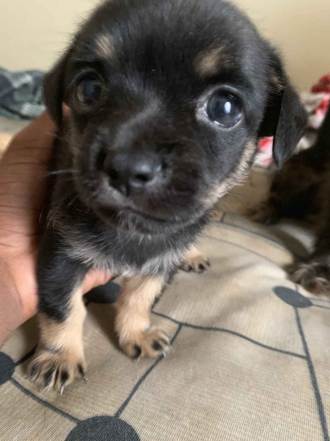 Chihuahua Puppies For Sale Columbus, OH 305307
