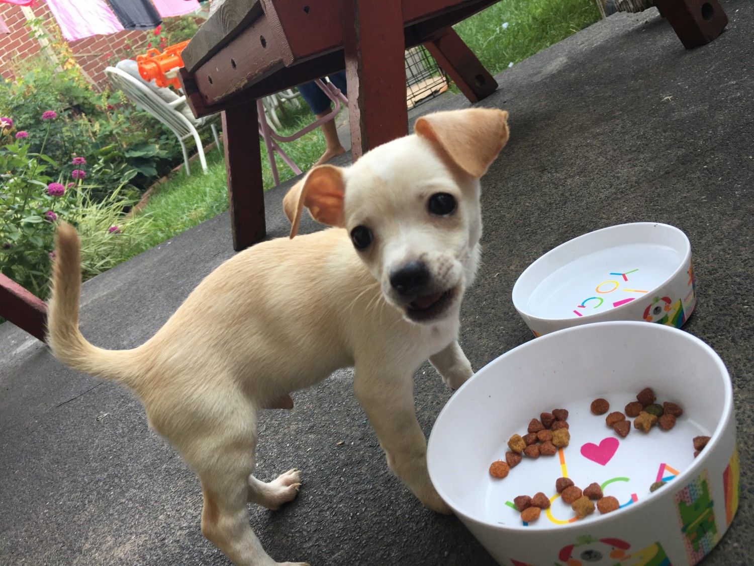 Chihuahua Puppies For Sale Allentown, PA 306737