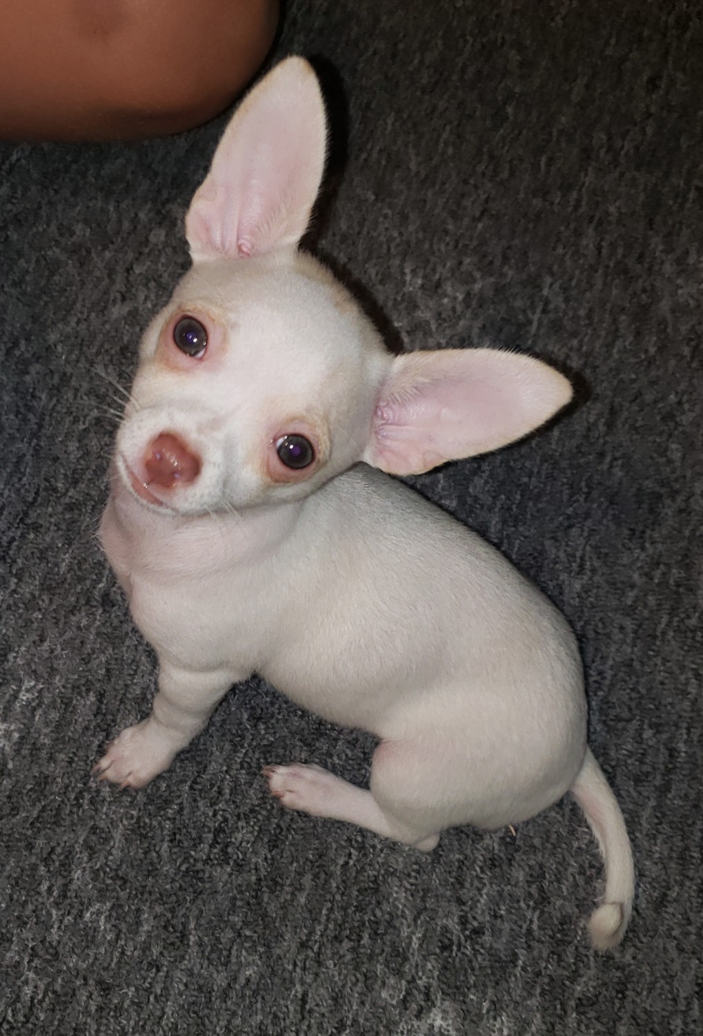 Chihuahua Puppies For Sale Ocala, FL 307297 Petzlover