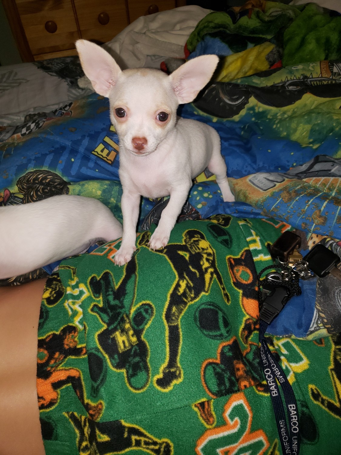 Chihuahua Puppies For Sale Ocala, FL 307297 Petzlover