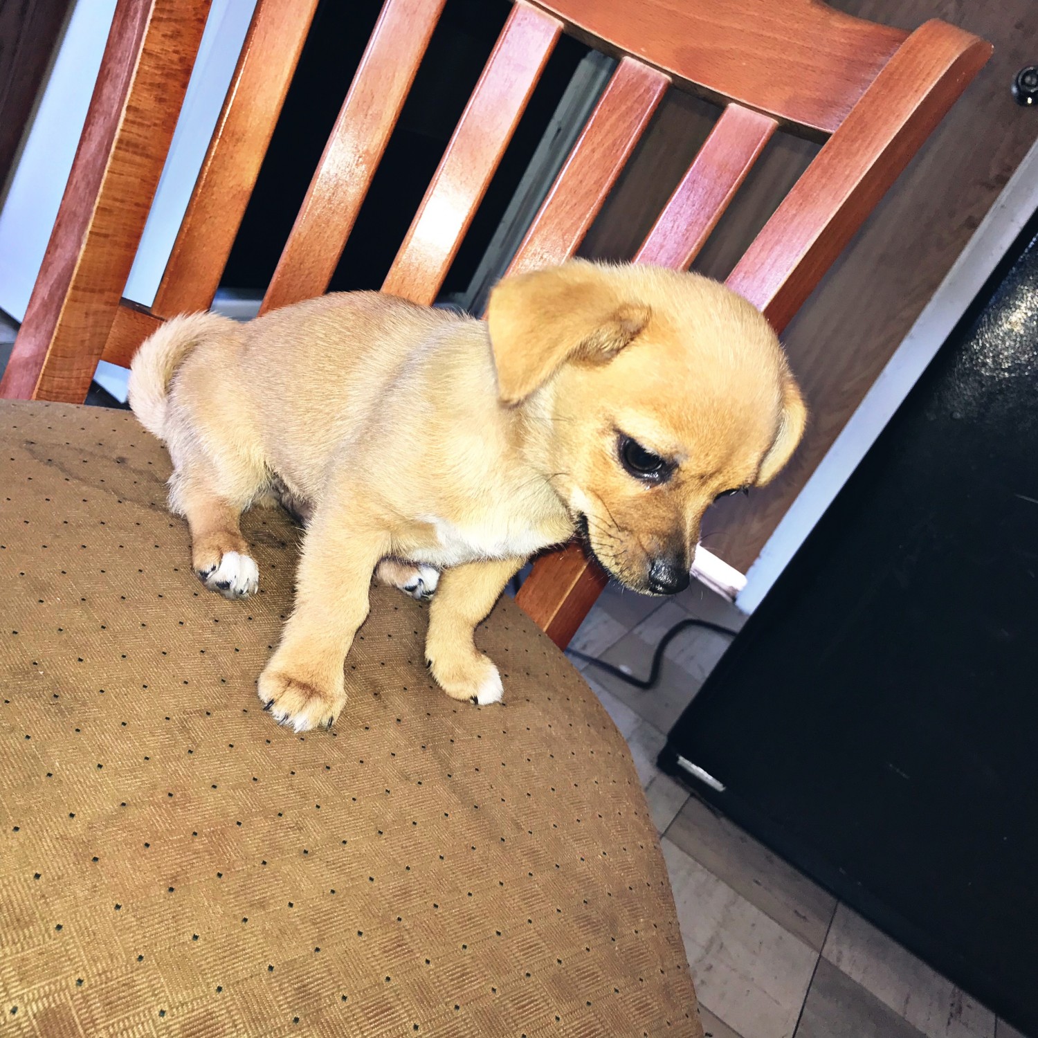 Chihuahua Puppies For Sale Milwaukee, WI 308265