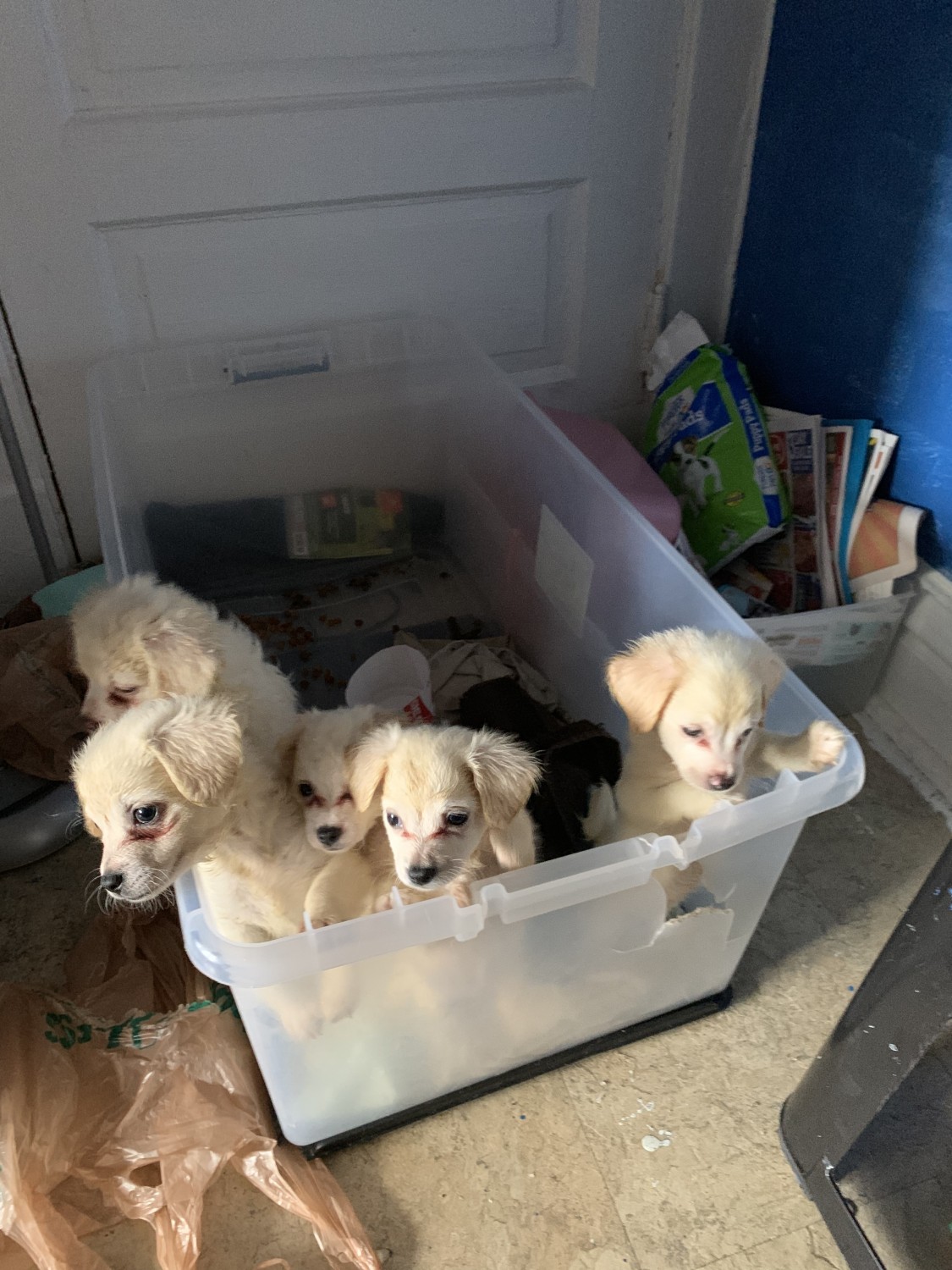 teddy bear chihuahua puppies sale