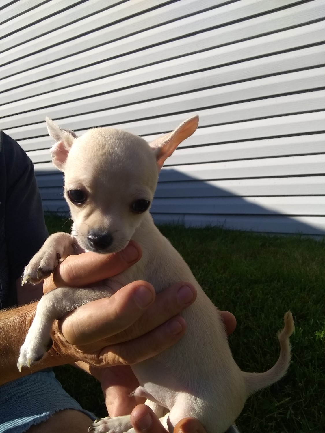 Chihuahua Puppies For Sale Whittaker, MI 309555