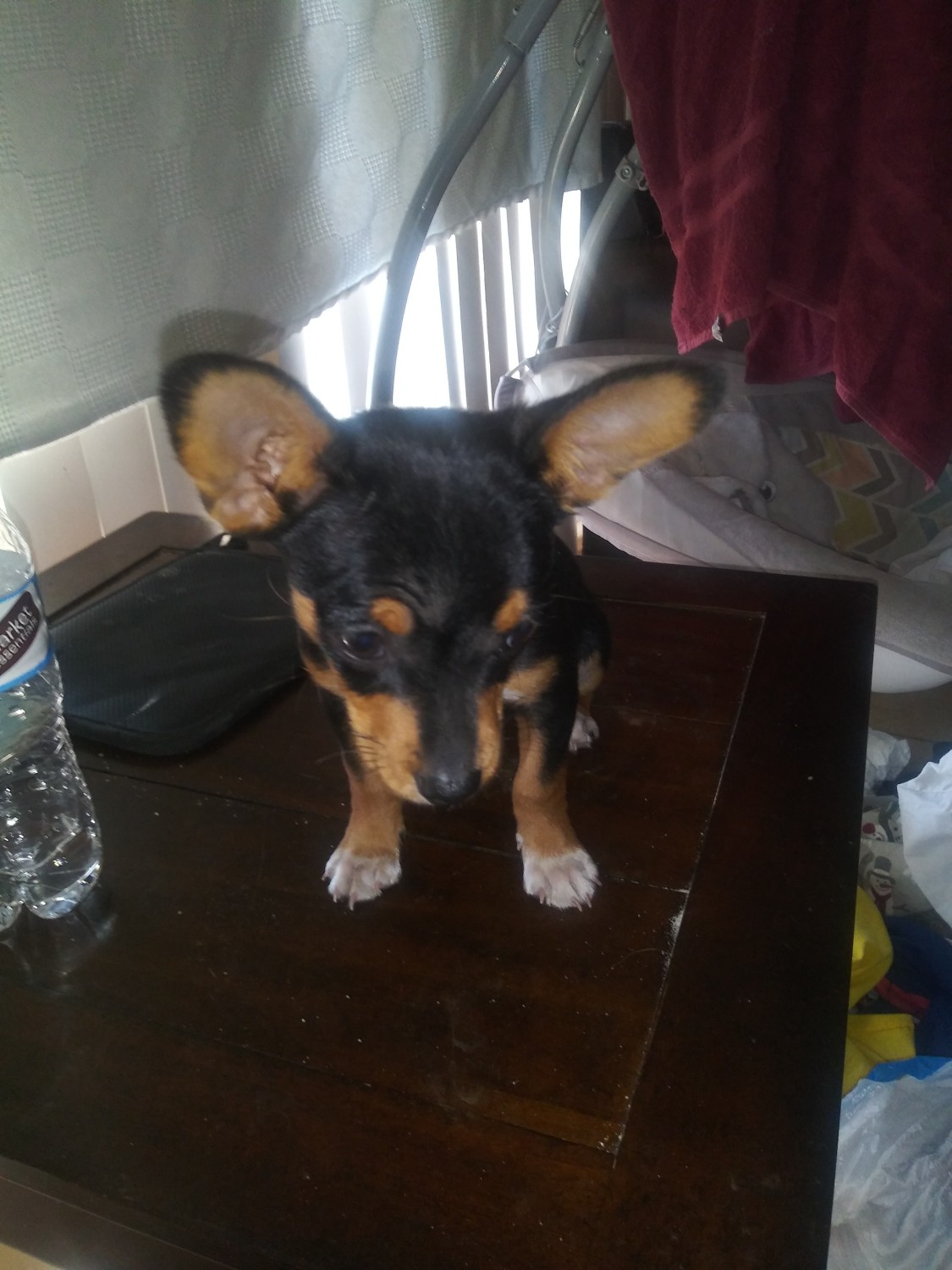Chihuahua Puppies For Sale Bakersfield, CA 309659