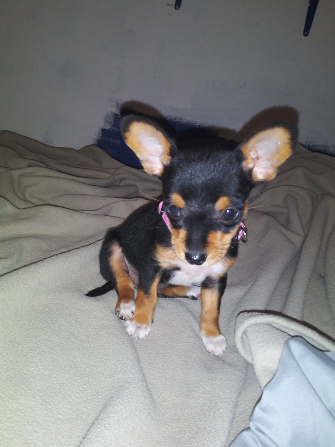 Chihuahua Puppies For Sale Bakersfield, CA 309659