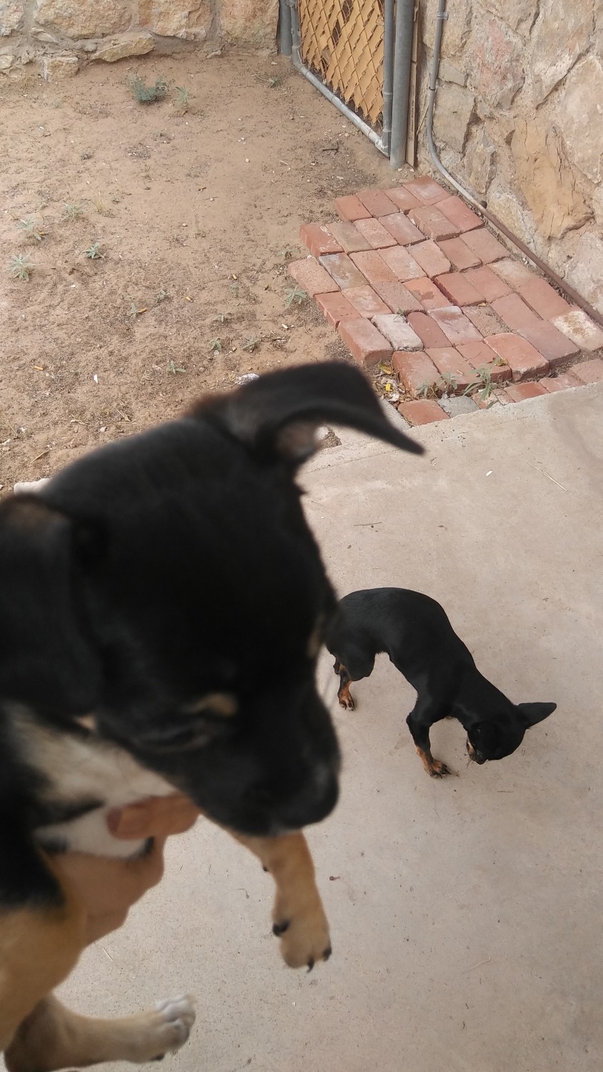 Chihuahua Puppies For Sale El Paso, TX 309670 Petzlover
