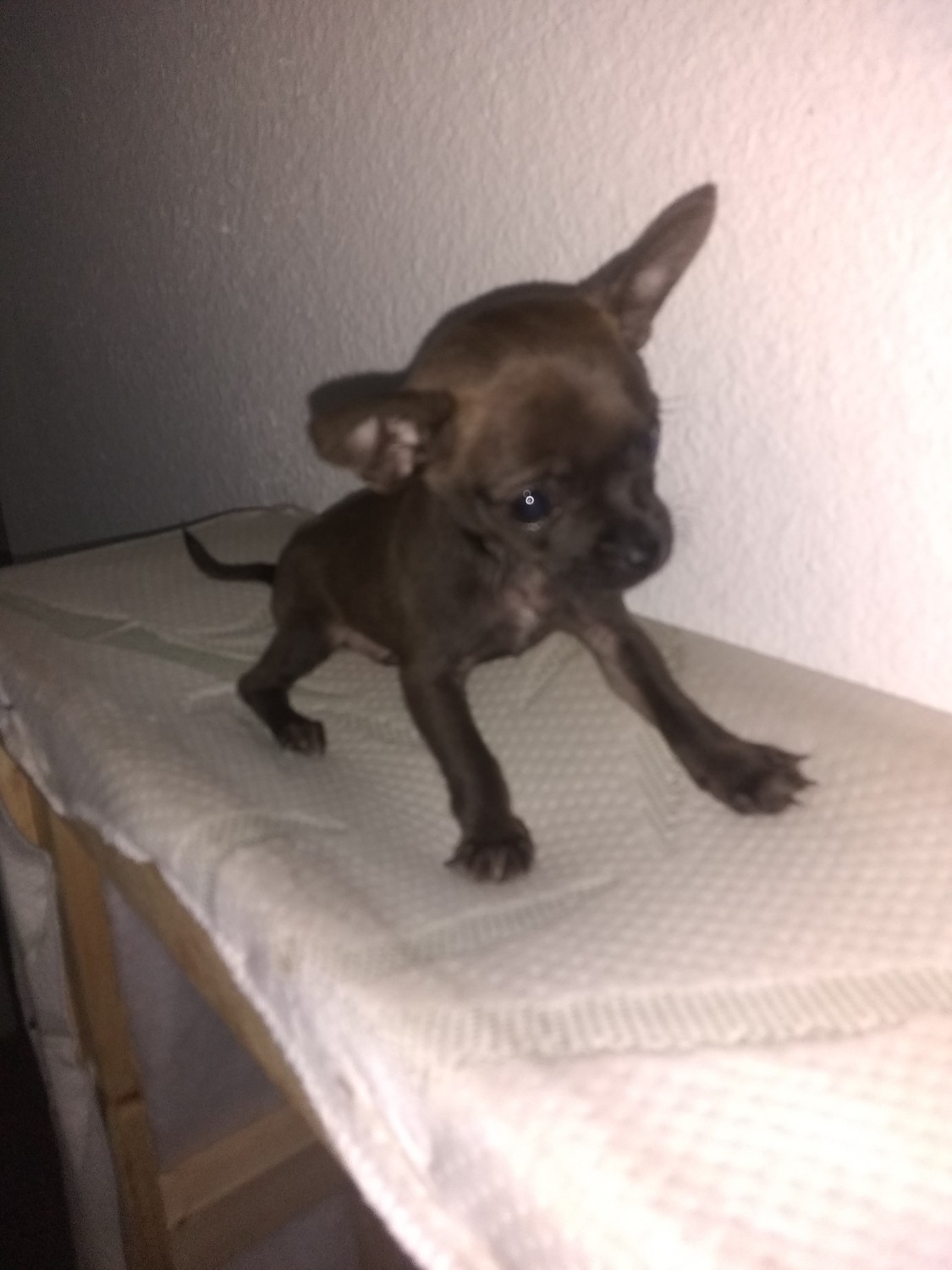 Chihuahua Puppies For Sale Phoenix, AZ 310220 Petzlover