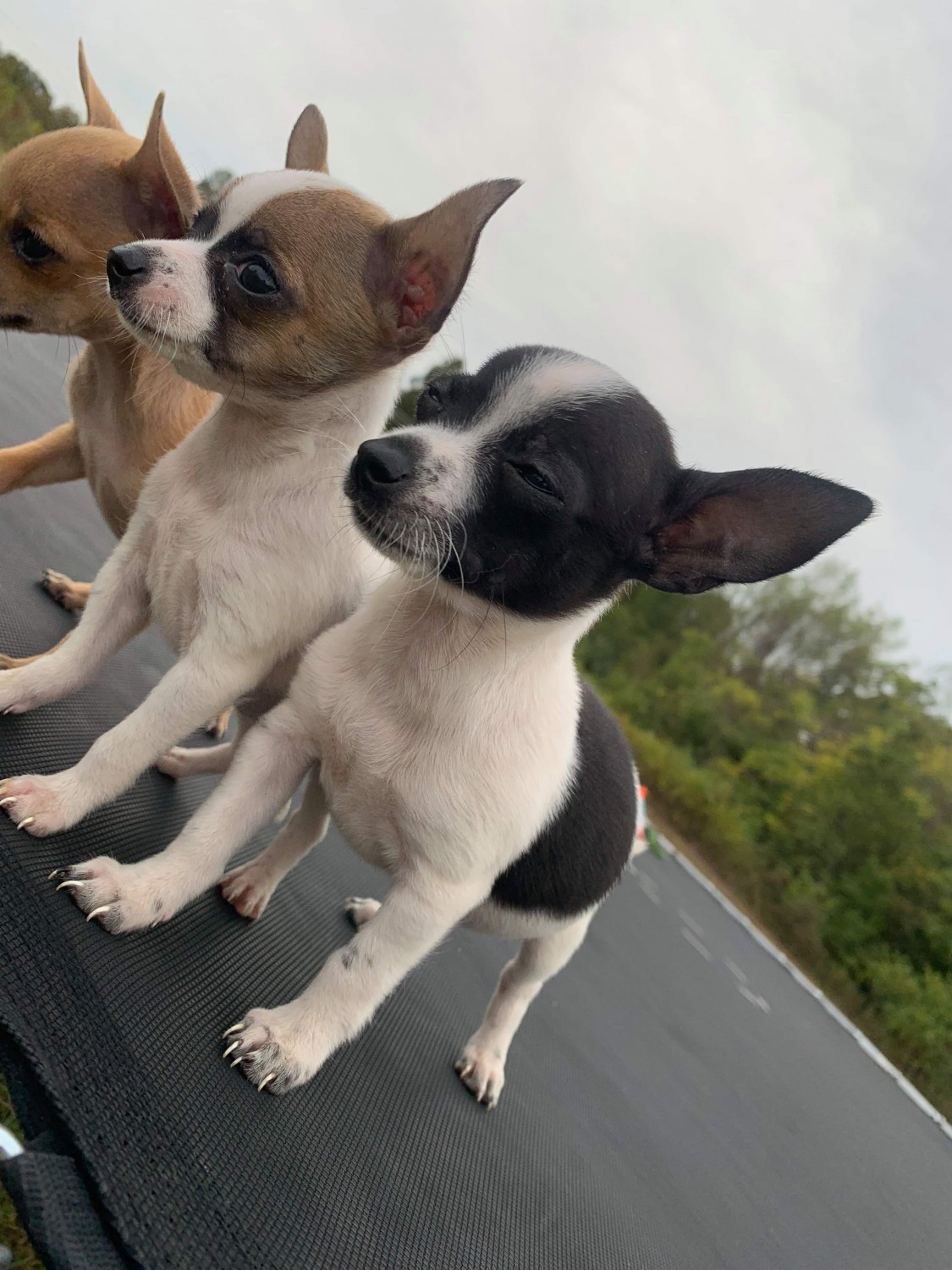 Chihuahua Puppies For Sale North Carolina 49, Liberty