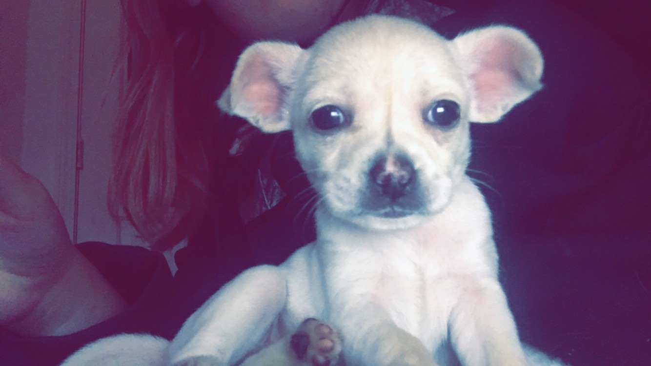 Chihuahua Puppies For Sale Shepherdsville, KY 311580