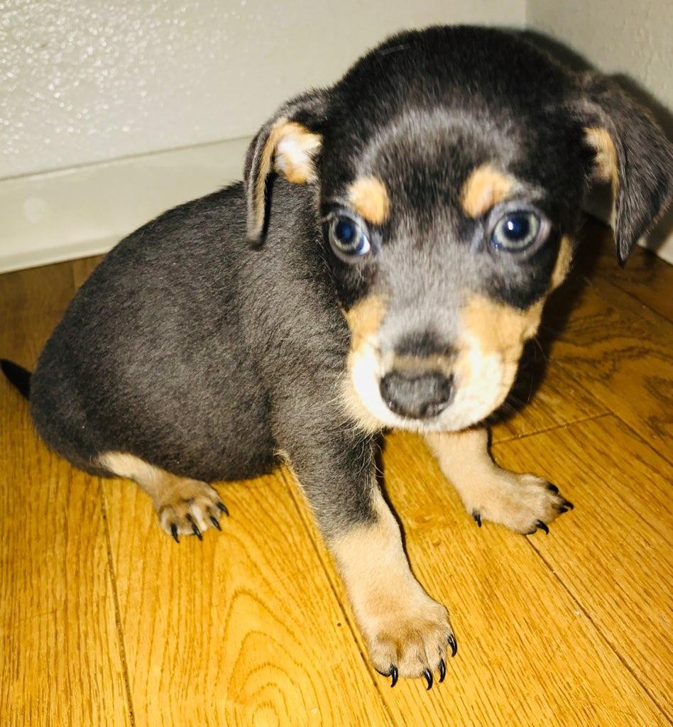 Chihuahua Puppies For Sale Wahiawa, HI 312406 Petzlover