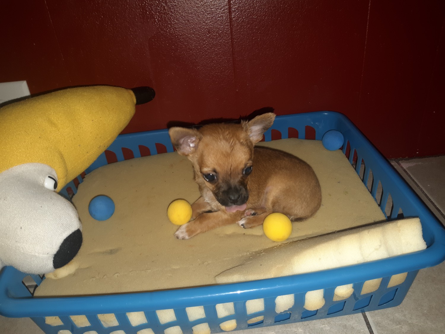 Chihuahua Puppies For Sale Wenatchee, WA 312468