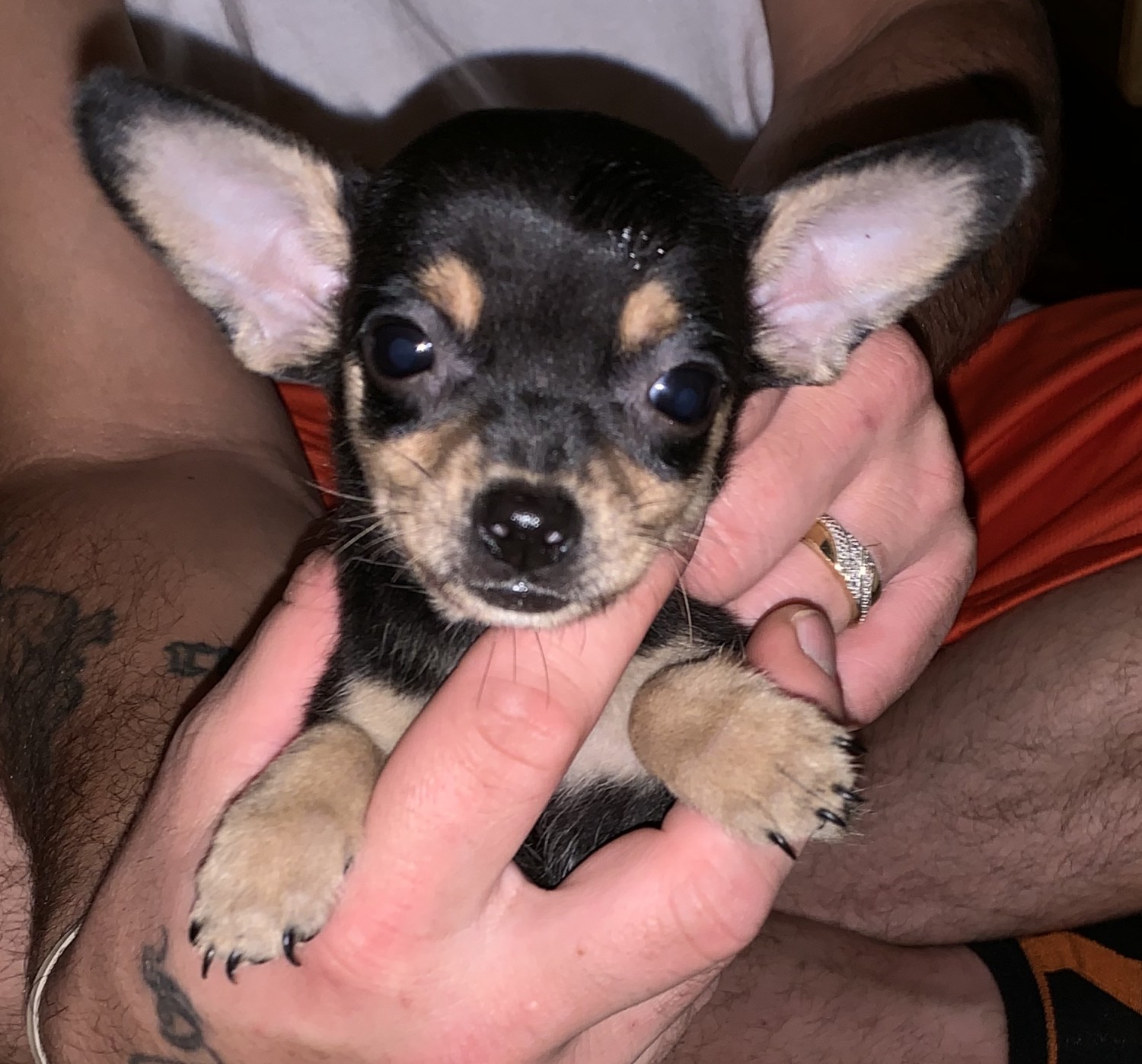 Chihuahua Puppies For Sale Fulton, NY 312690 Petzlover