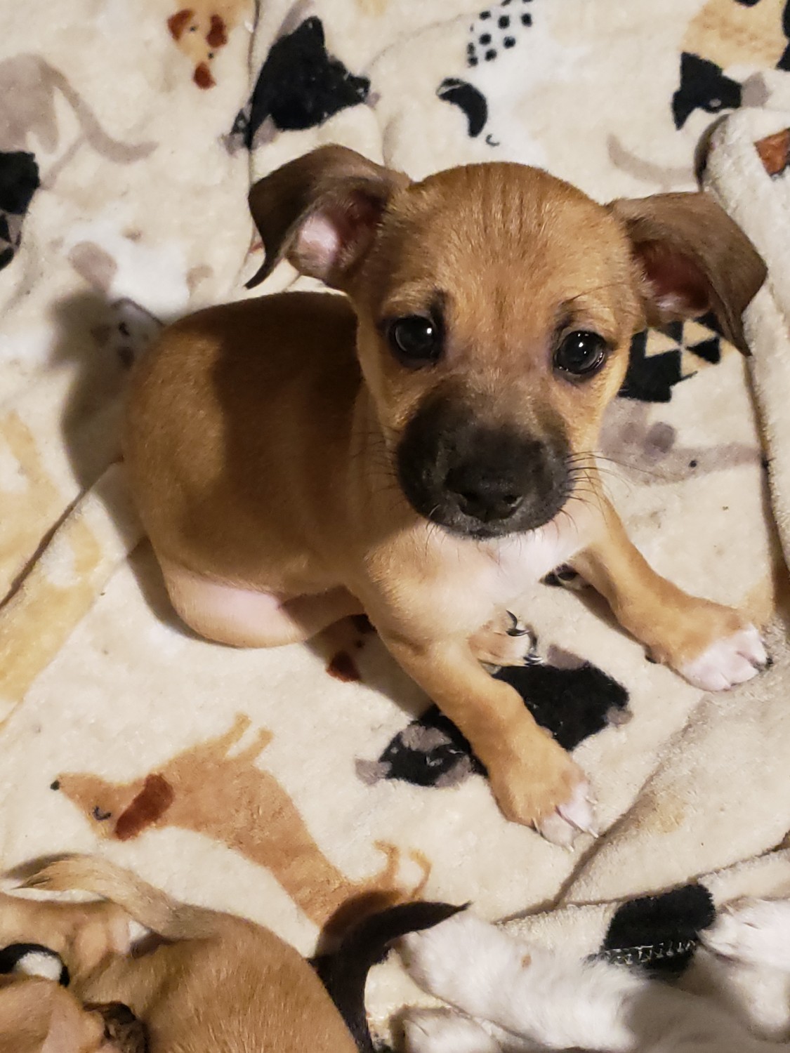 Chihuahua Puppies For Sale Fresno, CA 313229 Petzlover