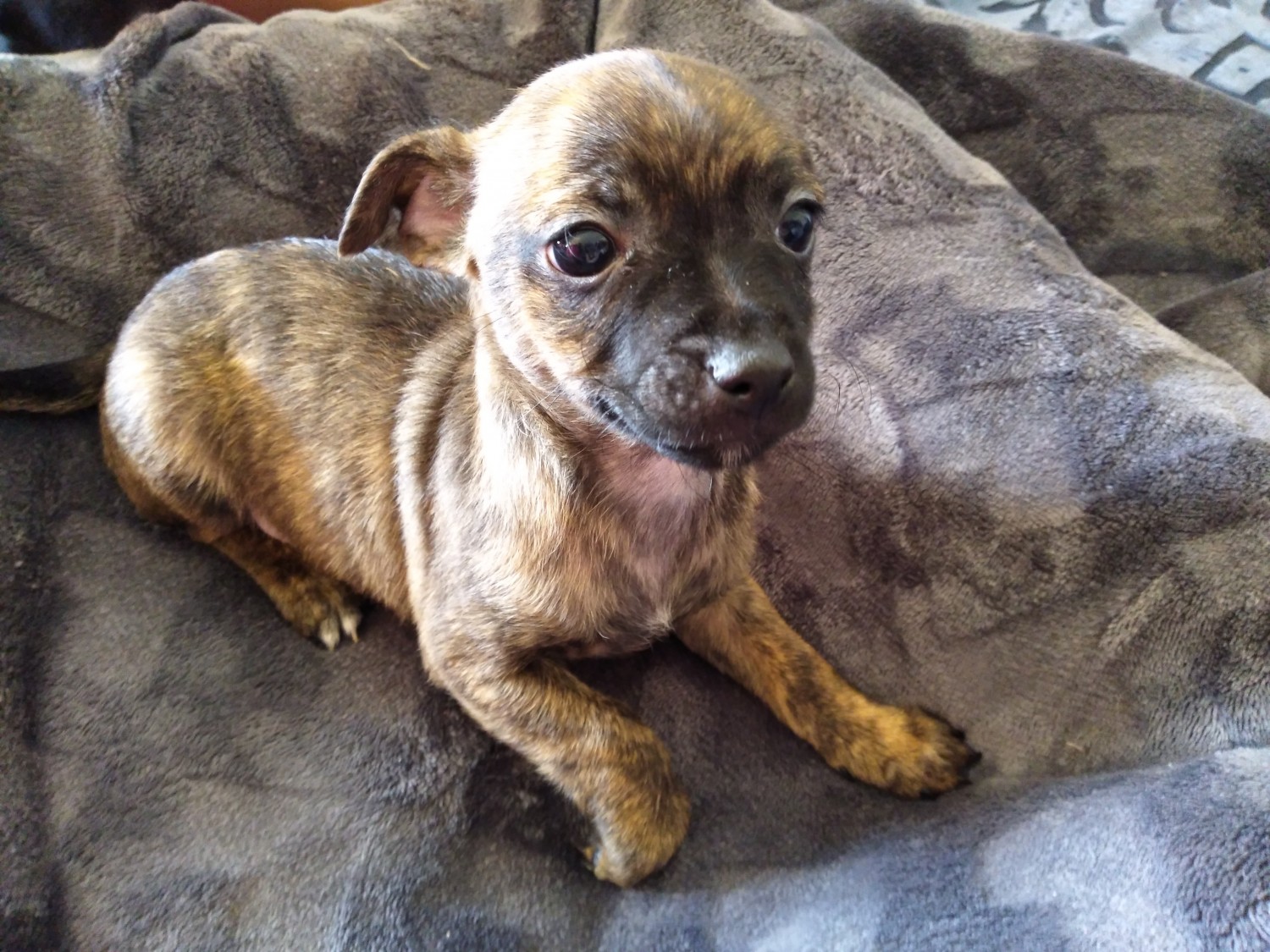 Chihuahua Puppies For Sale Denver, CO 313586 Petzlover