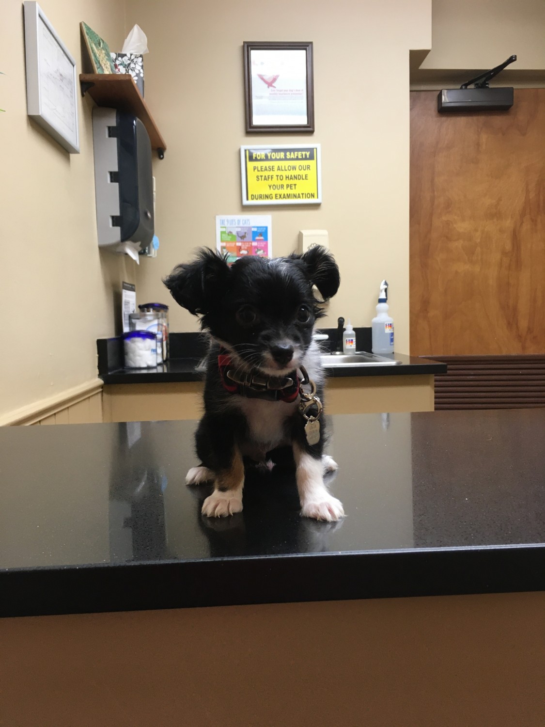 Chihuahua Puppies For Sale | Memphis, TN #313795 | Petzlover