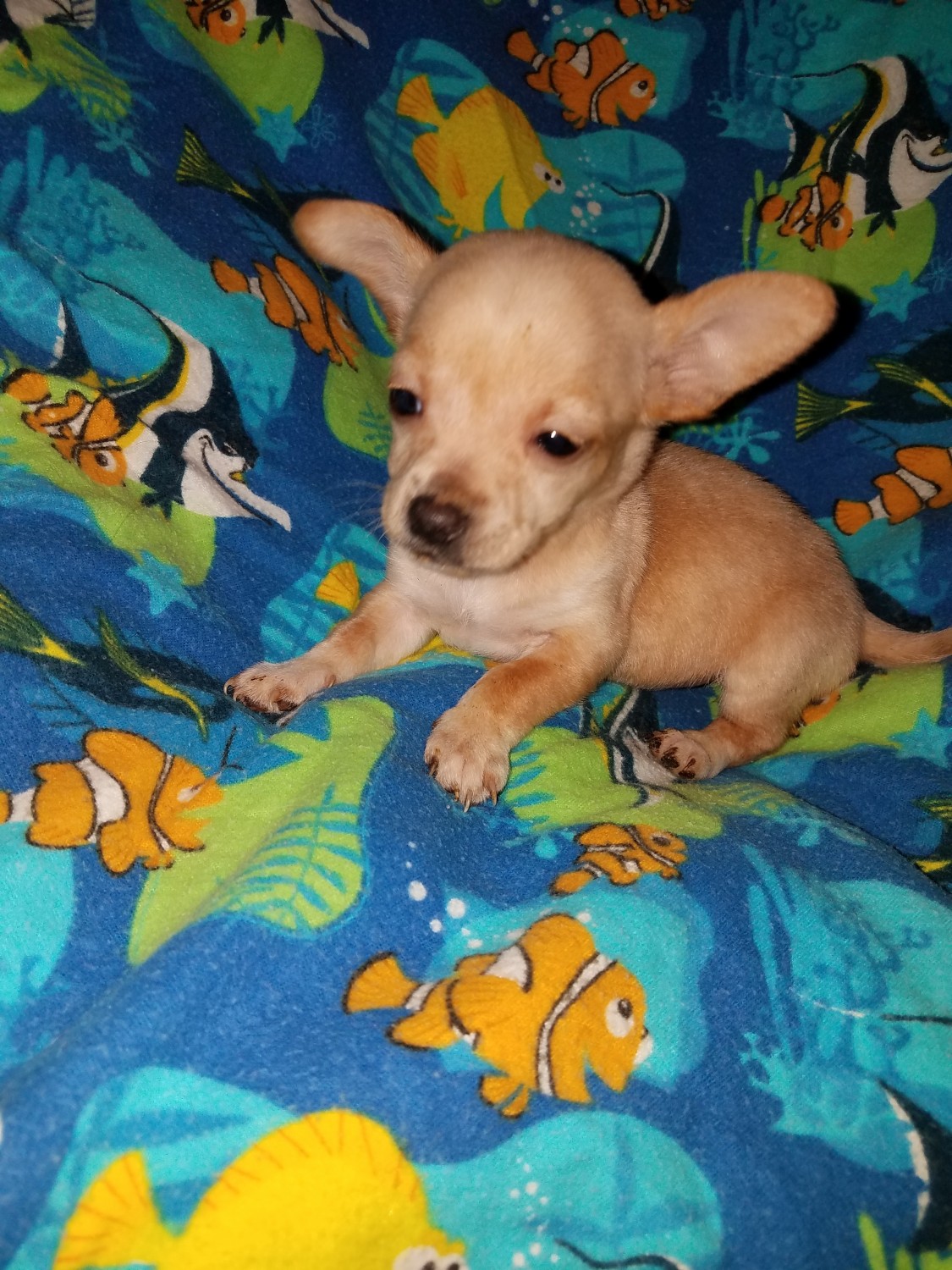Chihuahua Puppies For Sale Monroe, MI 313826 Petzlover