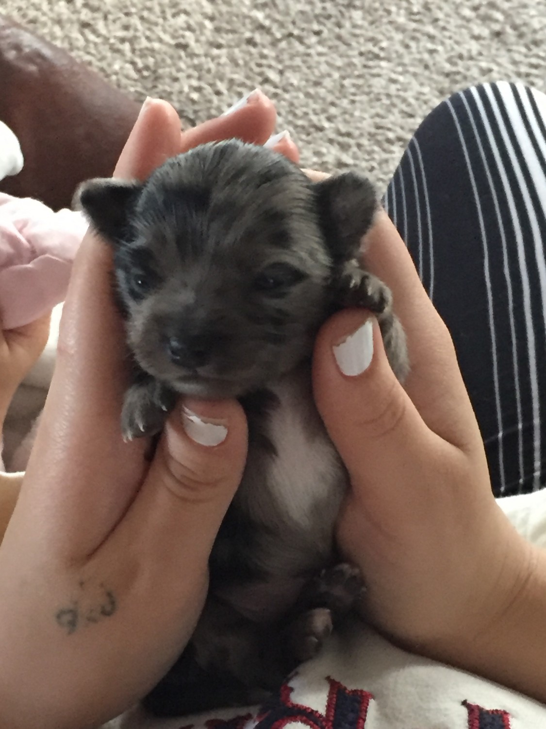 Chihuahua Puppies For Sale Appleton, WI 313926