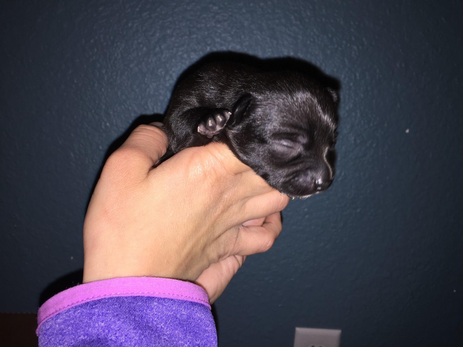 Chihuahua Puppies For Sale Appleton, WI 313926