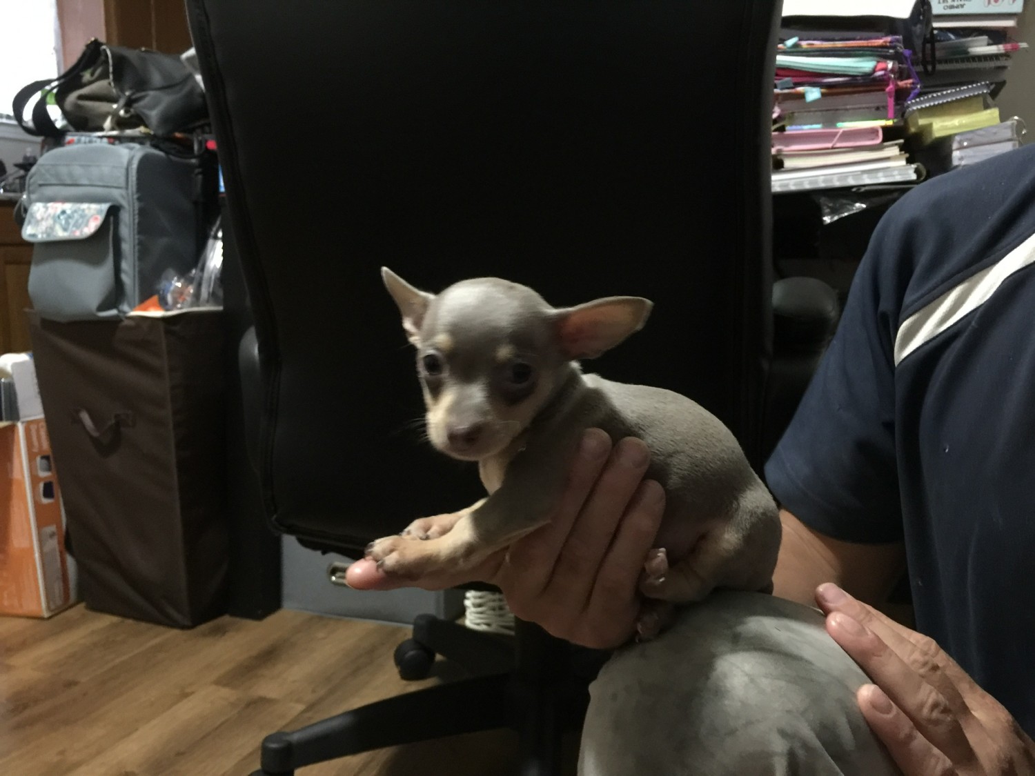 Chihuahua Puppies For Sale Covington, LA 314621