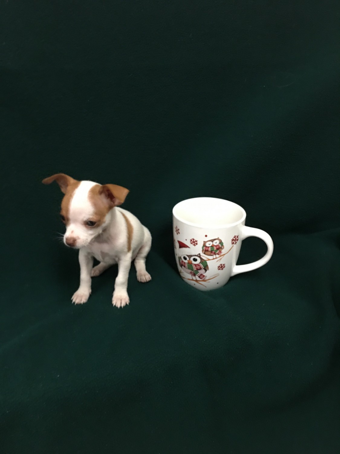 Chihuahua Puppies For Sale Monticello, MN 315466
