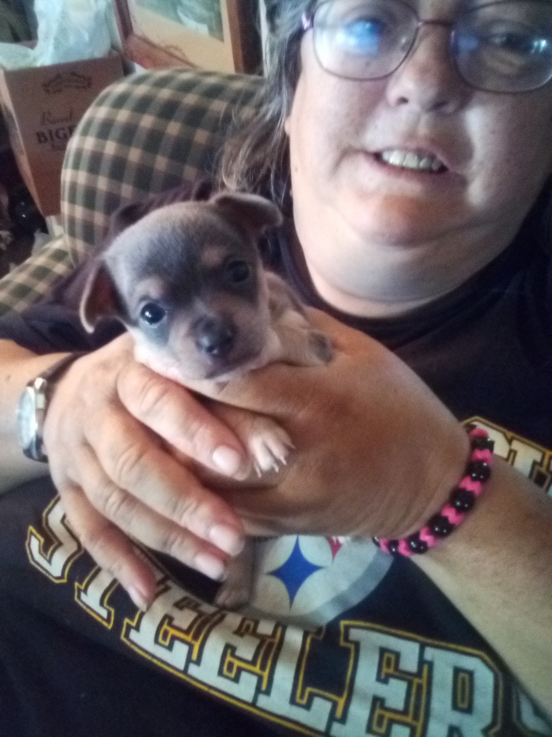 Chihuahua Puppies For Sale Chico, CA 315843 Petzlover