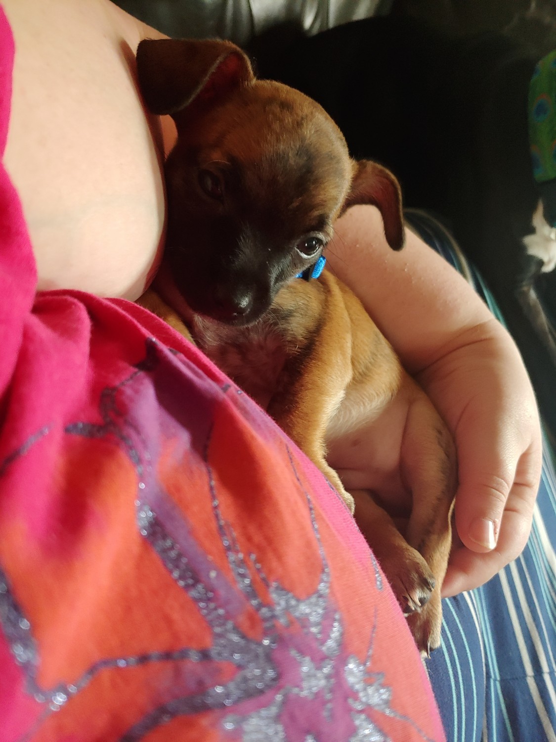 Chihuahua Puppies For Sale Milwaukee, WI 315845