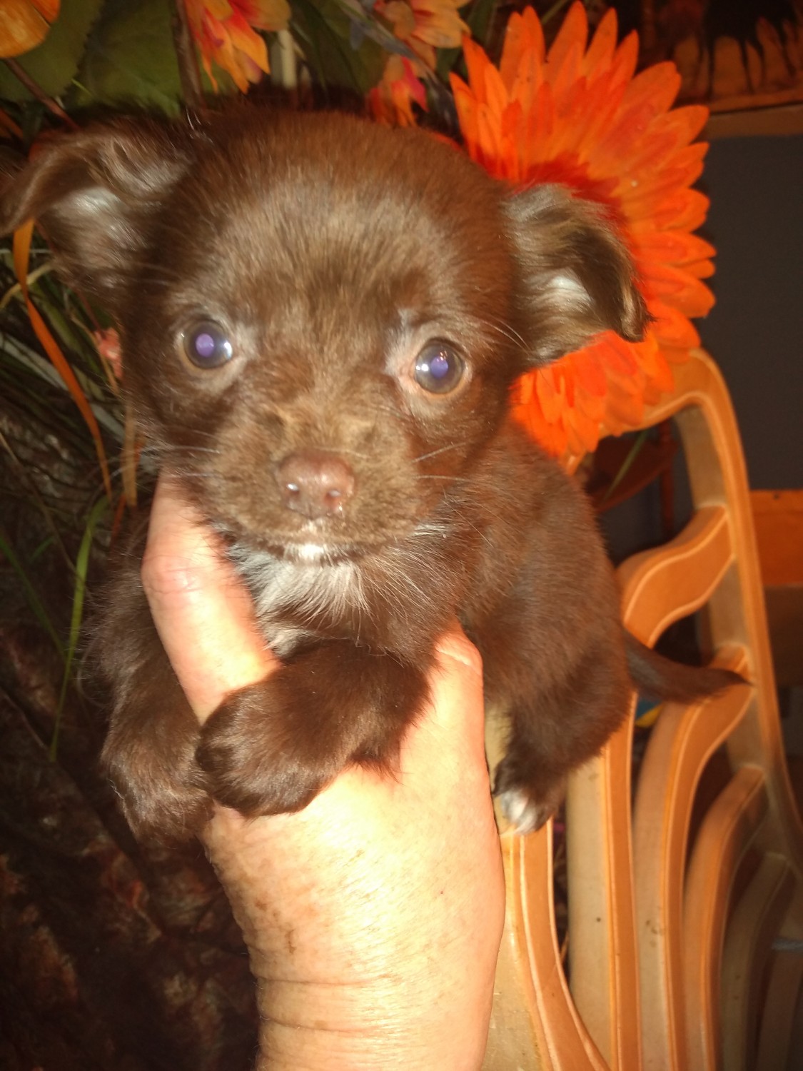 Chihuahua Puppies For Sale Keyser, WV 315904 Petzlover
