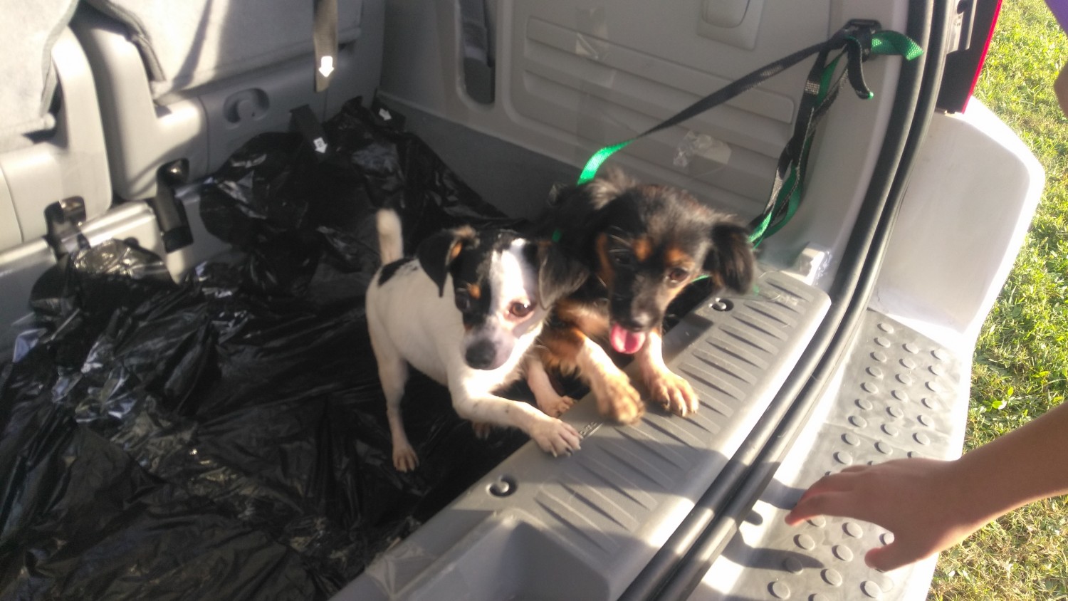 Chihuahua Puppies For Sale Stuart, FL 315962 Petzlover