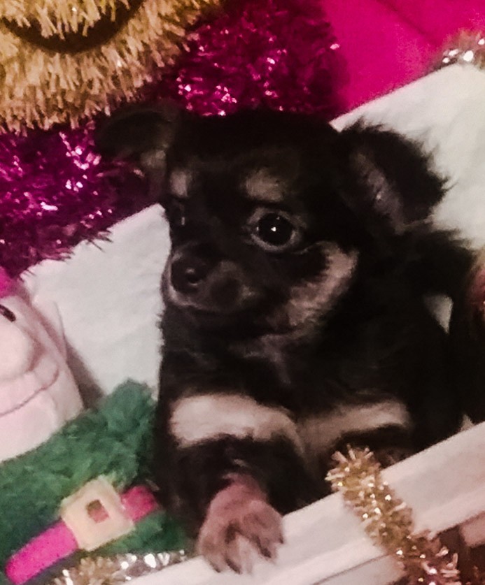 Chihuahua Puppies For Sale Carthage, TX 316276