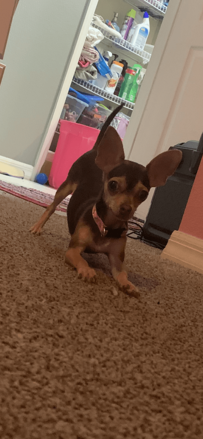 Chihuahua Puppies For Sale Jacksonville, FL 316695