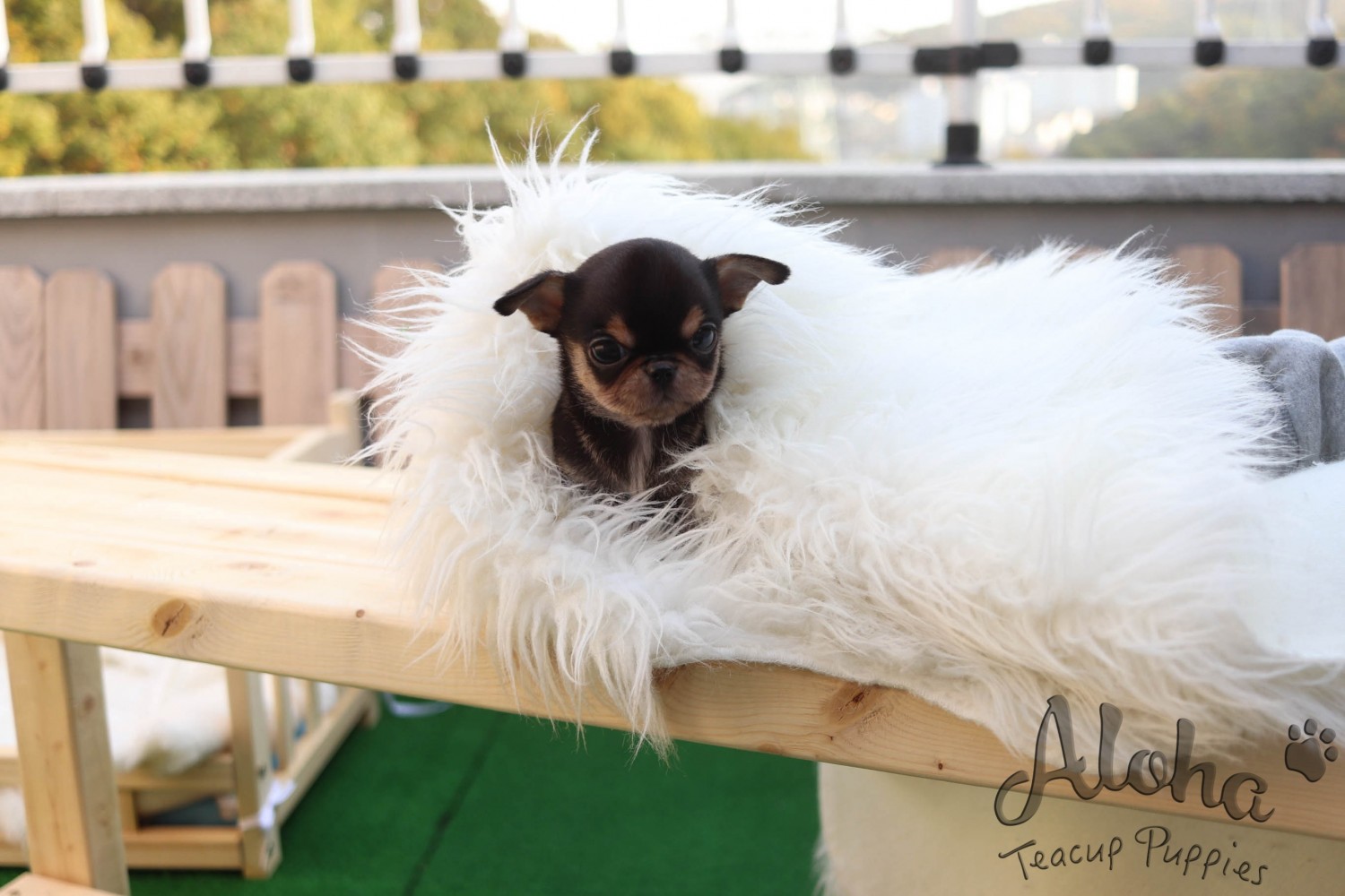 Chihuahua Puppies For Sale New York, NY 316788