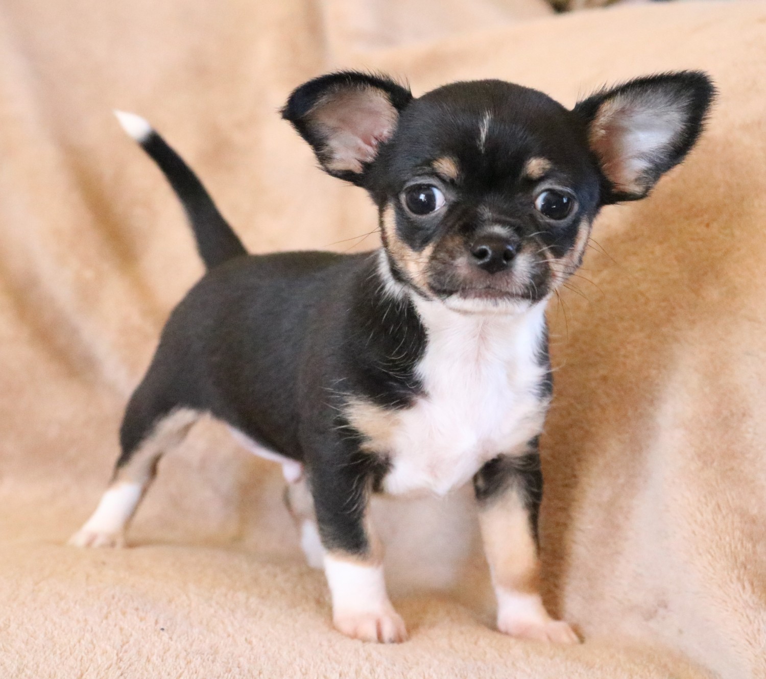 Chihuahua Puppies.
