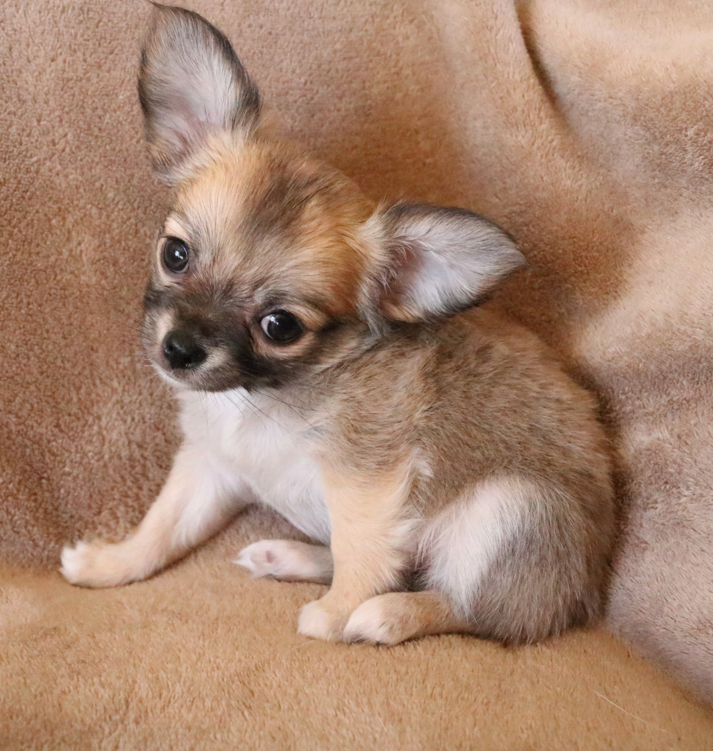 Chihuahua Puppies For Sale Muskogee, OK 316809