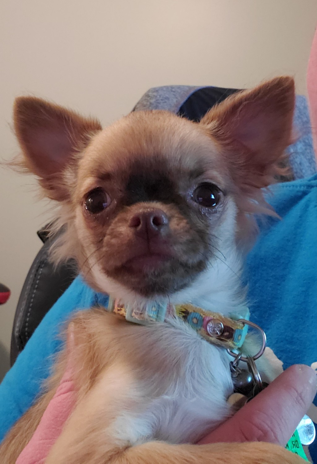 Chihuahua Puppies For Sale WinstonSalem, NC 317223