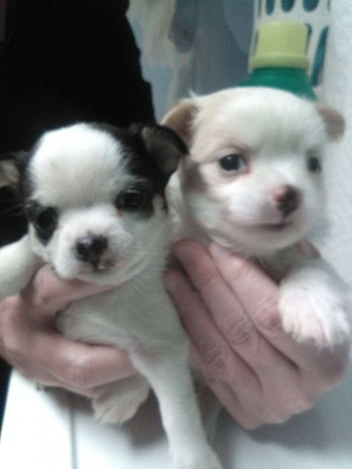 55+ Chihuahua Puppies Black And White