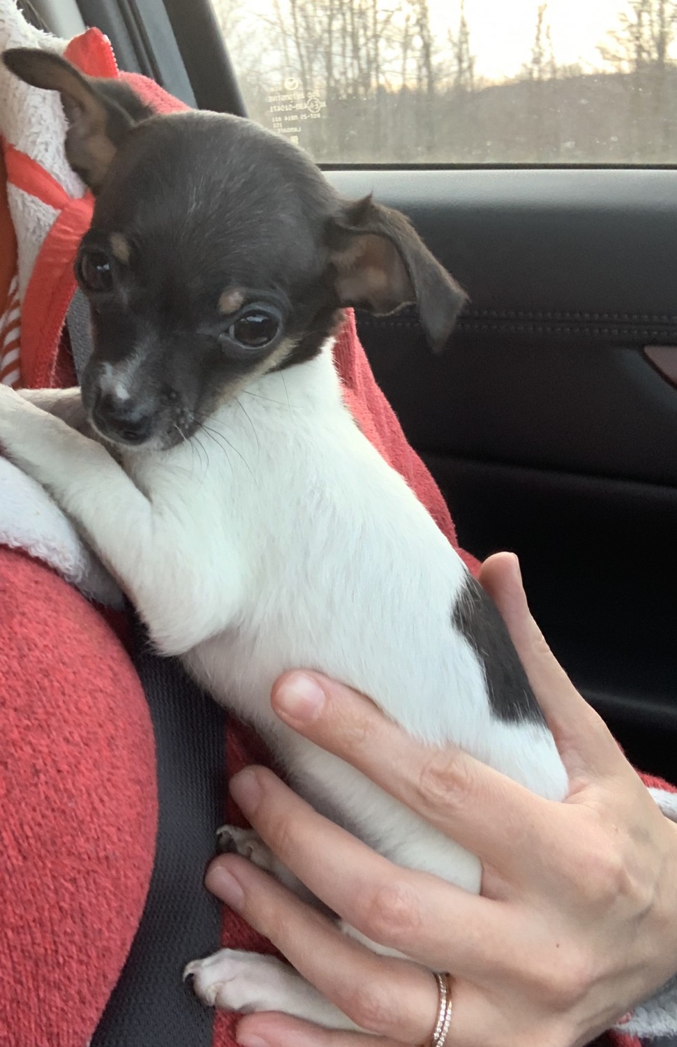 Chihuahua Puppies For Sale Grand Rapids, MI 317906
