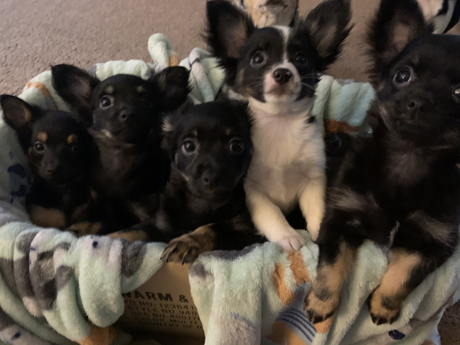 Chihuahua Puppies For Sale Easton, PA 318241 Petzlover