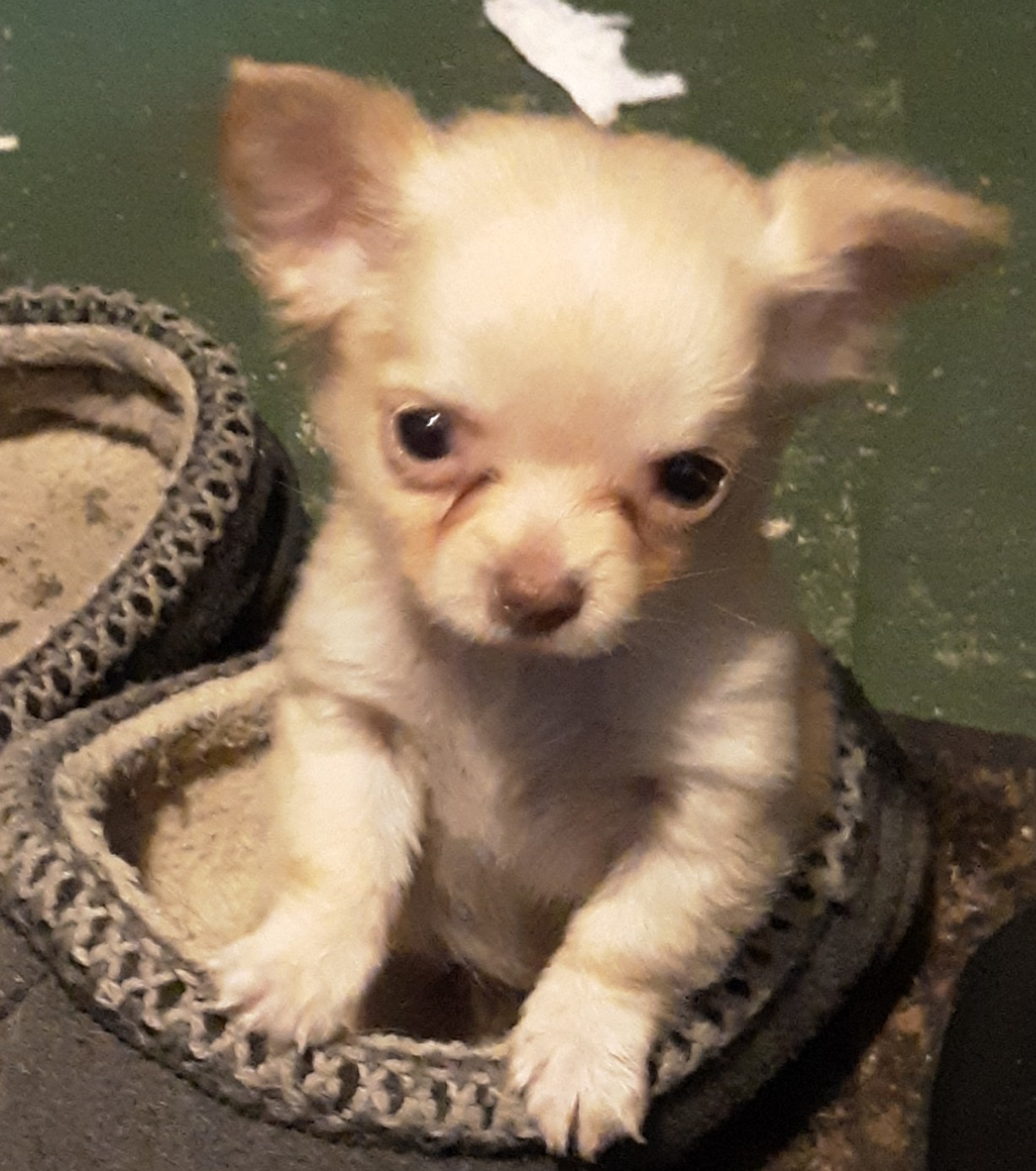Chihuahua Puppies For Sale Northfield, NH 318276