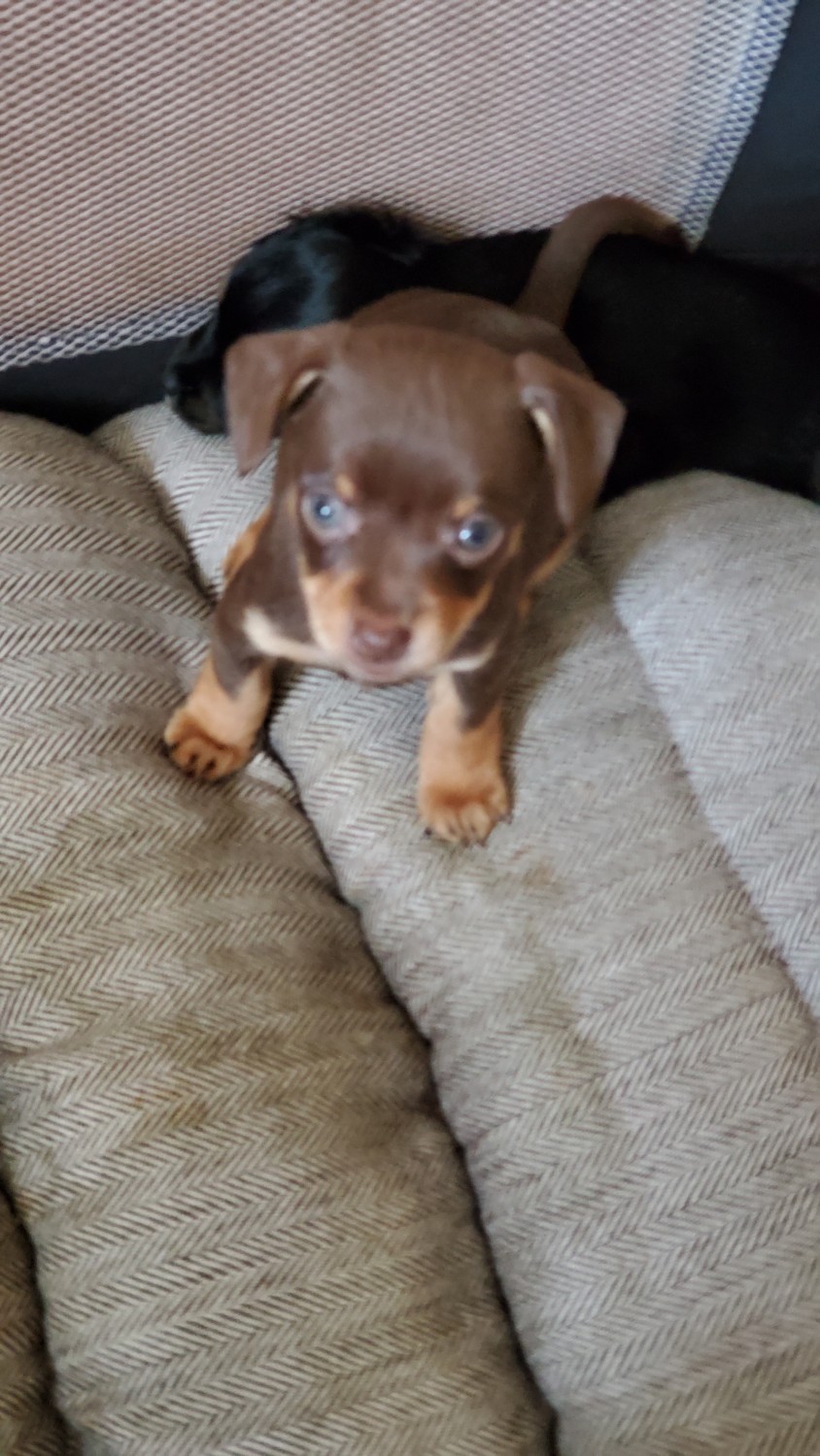 Chihuahua Puppies For Sale Manchester, NH 320025
