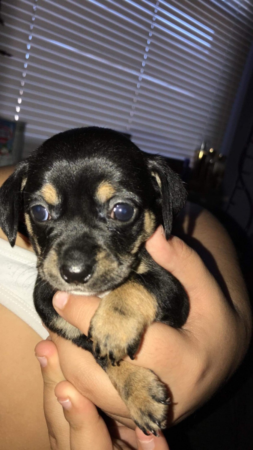 Chihuahua Puppies For Sale Fort Worth, TX 320144