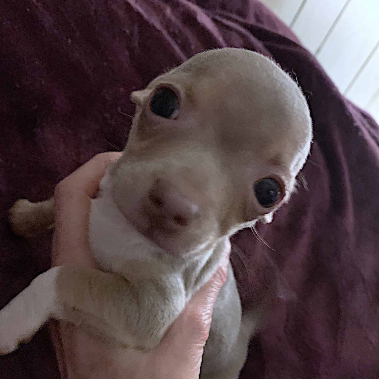 Chihuahua Puppies For Sale Cumberland, MD 320324