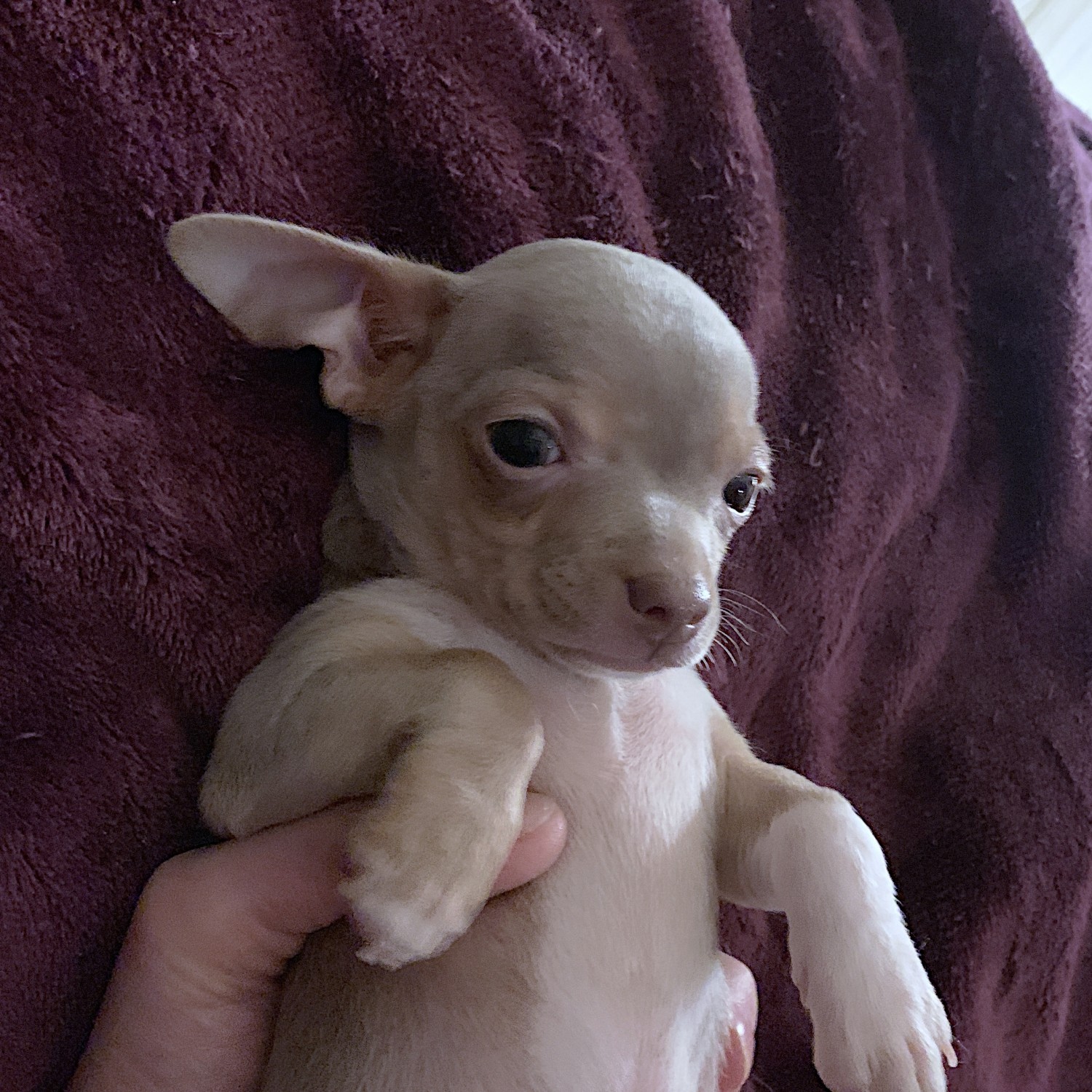 Chihuahua Puppies For Sale | Cumberland, MD #320324