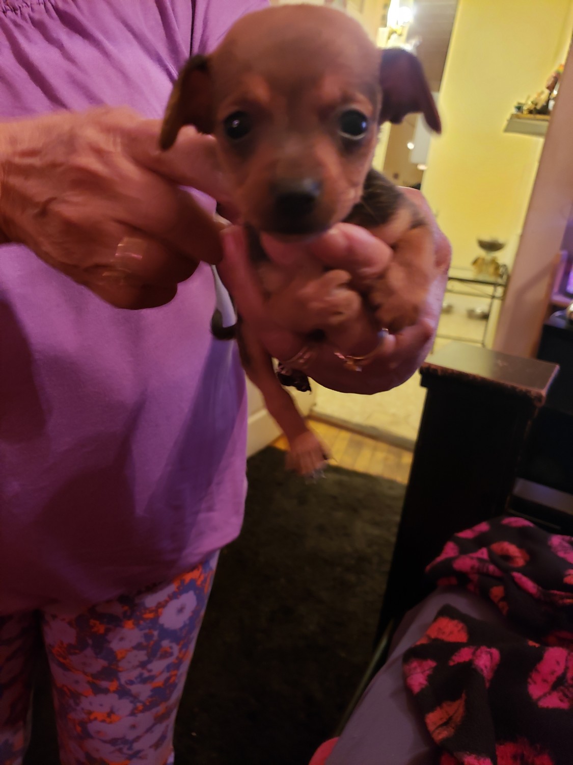 Chihuahua Puppies For Sale Lowell, MA 321444 Petzlover