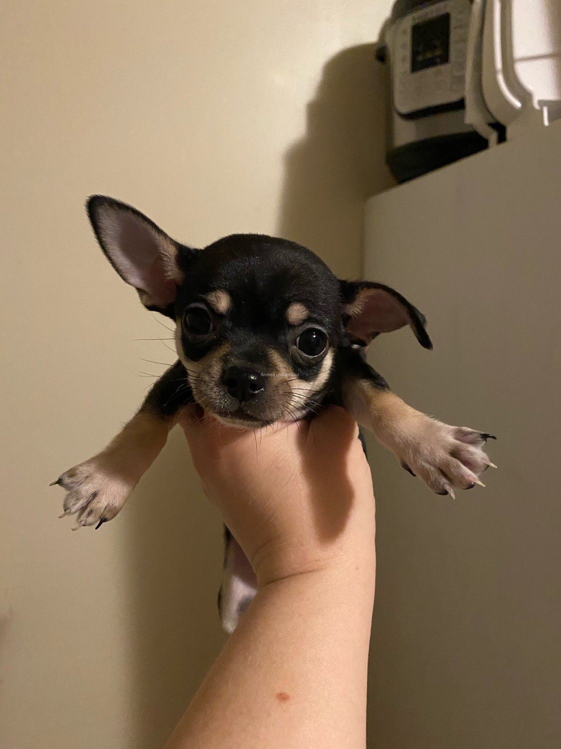 Chihuahua Puppies For Sale Binghamton, NY 321545