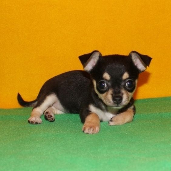 Chihuahua Puppies For Sale Old Bridge, NJ 321797