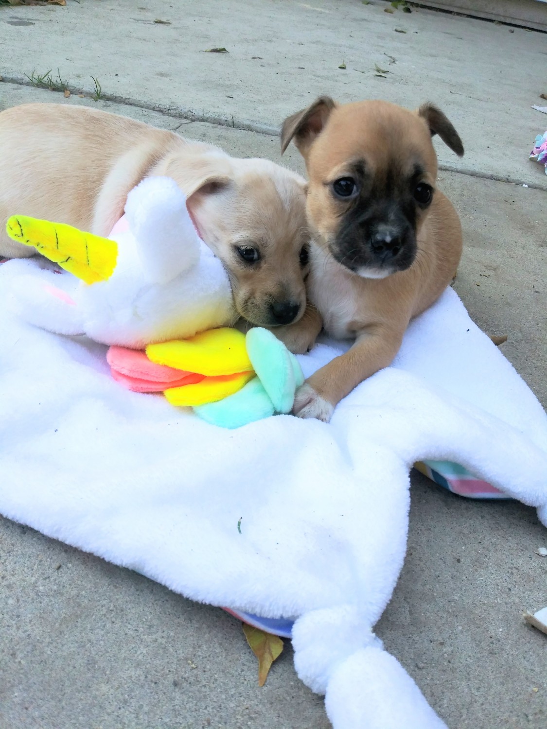 Chihuahua Puppies For Sale Pomona, CA 321834 Petzlover