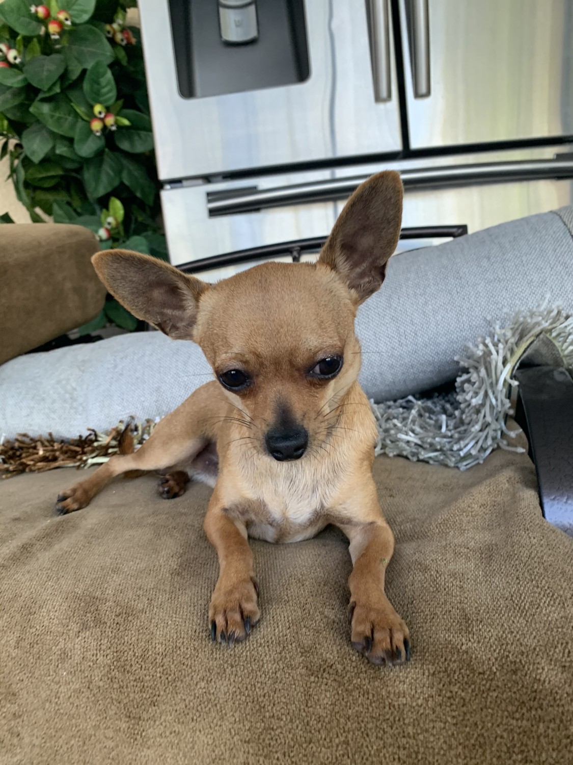 Chihuahua Puppies For Sale Tampa, FL 321884 Petzlover