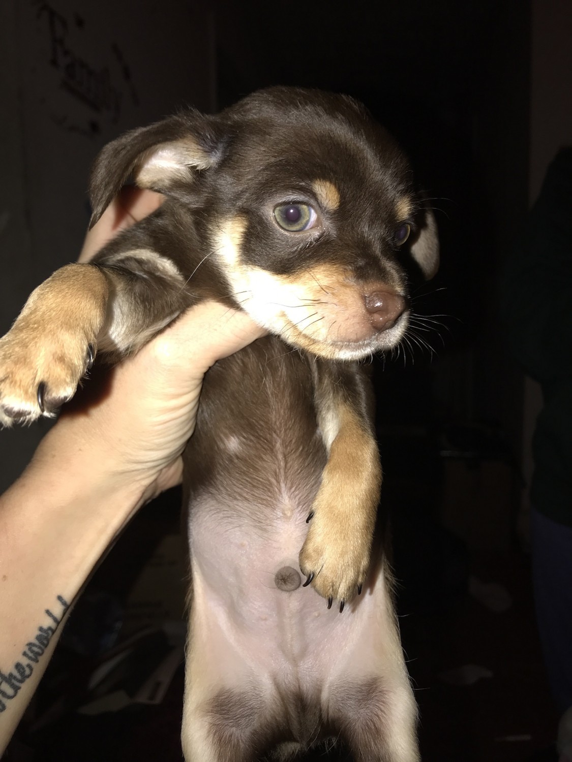Chihuahua Puppies For Sale Barbourville, KY 322232