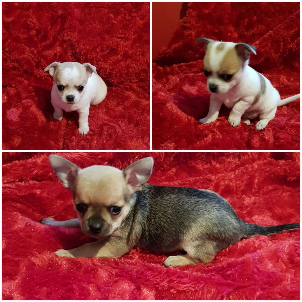 Chihuahua Puppies For Sale Old Bridge, NJ 322313